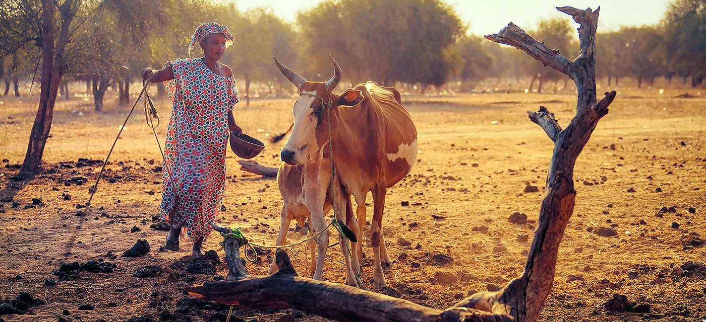 Eine Bäuerin mit Kuh im Senegal