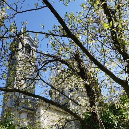 Kirche Enge durch die verzweigten Äste eines blühenden Baums
